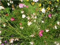 bf130601-Picture 6188.jpg